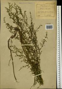 Artemisia dracunculus L., Siberia, Baikal & Transbaikal region (S4) (Russia)