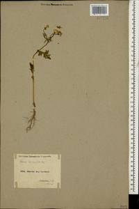 Senecio glaucus subsp. coronopifolius (Maire) C. Alexander, Caucasus, Armenia (K5) (Armenia)