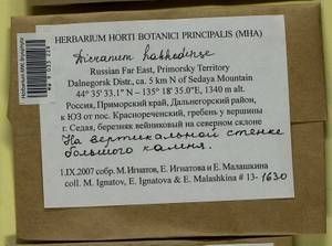 Dicranum viride var. hakkodense (Cardot) Takaki, Bryophytes, Bryophytes - Russian Far East (excl. Chukotka & Kamchatka) (B20) (Russia)