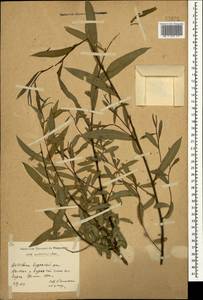 Salix excelsa J.F.Gmel., Caucasus, Dagestan (K2) (Russia)