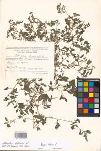 Atriplex tatarica L., Eastern Europe, Moscow region (E4a) (Russia)