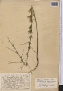 Delphinium barbatum Bunge, Middle Asia, Pamir & Pamiro-Alai (M2) (Uzbekistan)