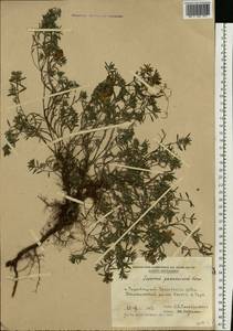 Teucrium montanum subsp. montanum, Eastern Europe, Moldova (E13a) (Moldova)