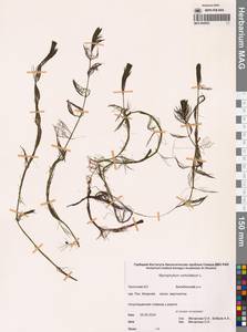 Myriophyllum verticillatum L., Siberia, Chukotka & Kamchatka (S7) (Russia)