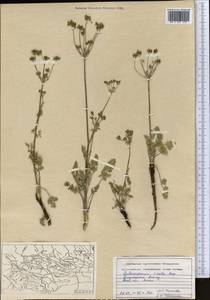 Aulacospermum simplex Rupr., Middle Asia, Dzungarian Alatau & Tarbagatai (M5) (Kazakhstan)