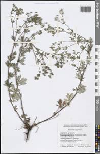 Potentilla argentea L., Eastern Europe, Central forest-and-steppe region (E6) (Russia)