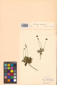 Anemonastrum narcissiflorum subsp. crinitum (Juz.) Raus, Siberia, Russian Far East (S6) (Russia)