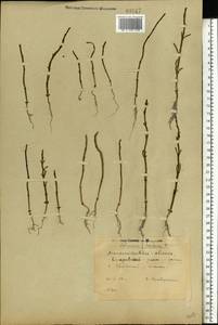 Salicornia europaea L., Eastern Europe, South Ukrainian region (E12) (Ukraine)