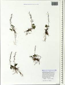 Thalictrum alpinum L., Caucasus, Stavropol Krai, Karachay-Cherkessia & Kabardino-Balkaria (K1b) (Russia)