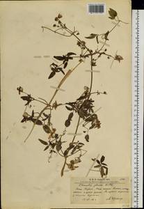 Clematis glauca Willd., Siberia, Altai & Sayany Mountains (S2) (Russia)