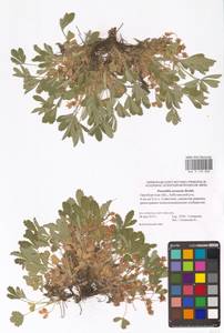 Potentilla cinerea subsp. incana (G. Gaertn., B. Mey. & Scherb.) Asch., Eastern Europe, Eastern region (E10) (Russia)