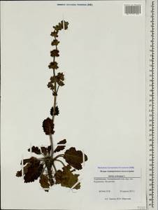 Salvia verbenaca L., Caucasus, Azerbaijan (K6) (Azerbaijan)