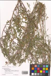 Diplotaxis cretacea Kotov, Eastern Europe, Central forest-and-steppe region (E6) (Russia)