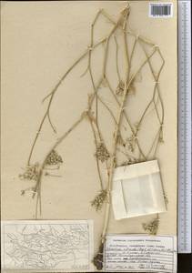 Scaligeria allioides (Regel & Schmalh.) Boiss., Middle Asia, Pamir & Pamiro-Alai (M2) (Uzbekistan)