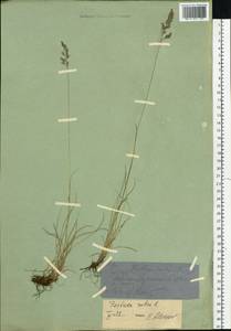 Festuca rubra L., Siberia, Western (Kazakhstan) Altai Mountains (S2a) (Kazakhstan)