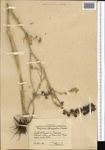 Delphinium albomarginatum Simonova, Middle Asia, Western Tian Shan & Karatau (M3) (Uzbekistan)