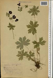 Geranium phaeum L., Eastern Europe, South Ukrainian region (E12) (Ukraine)