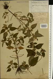Galeopsis tetrahit L., Eastern Europe, Central forest-and-steppe region (E6) (Russia)