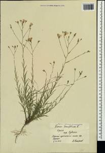 Linum tenuifolium L., Crimea (KRYM) (Russia)