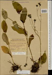 Crepis caucasica C. A. Mey., Caucasus, Stavropol Krai, Karachay-Cherkessia & Kabardino-Balkaria (K1b) (Russia)