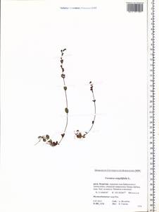 Veronica serpyllifolia L., Siberia, Baikal & Transbaikal region (S4) (Russia)