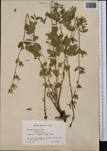 Nepeta formosa Kudrjasch., Middle Asia, Pamir & Pamiro-Alai (M2) (Tajikistan)