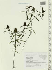 Melampyrum cristatum L., Eastern Europe, Central region (E4) (Russia)