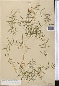 Stellaria soongorica Roshev., Middle Asia, Dzungarian Alatau & Tarbagatai (M5) (Kazakhstan)