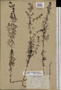 Galium verum subsp. verum, Siberia, Yakutia (S5) (Russia)