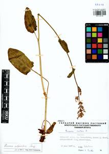 Rumex arifolius All., Siberia, Baikal & Transbaikal region (S4) (Russia)