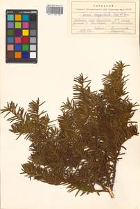 Taxus cuspidata Siebold & Zucc., Siberia, Russian Far East (S6) (Russia)