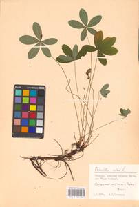 Potentilla alba L., Eastern Europe, North Ukrainian region (E11) (Ukraine)