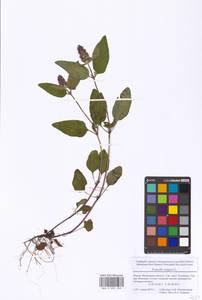 Prunella vulgaris L., Eastern Europe, Moscow region (E4a) (Russia)