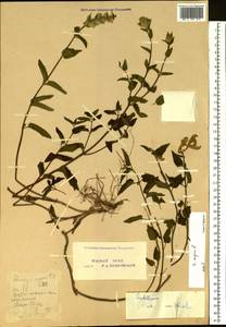 Scutellaria supina L., Eastern Europe, Eastern region (E10) (Russia)