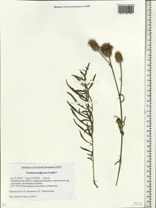 Centaurea adpressa Ledeb., Eastern Europe, Eastern region (E10) (Russia)