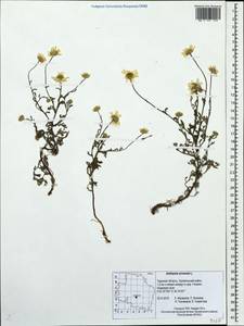 Anthemis arvensis L., Eastern Europe, North-Western region (E2) (Russia)