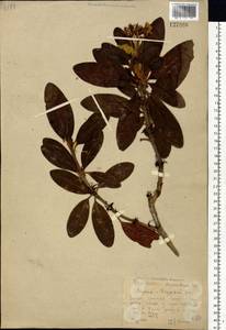 Rhododendron aureum Georgi, Siberia, Yakutia (S5) (Russia)