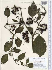 Solanum retroflexum Dunal, Eastern Europe, North-Western region (E2) (Russia)