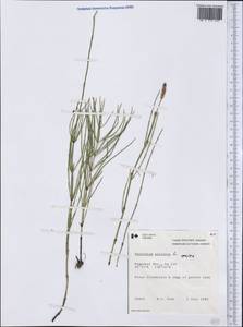 Equisetum palustre L., America (AMER) (Canada)