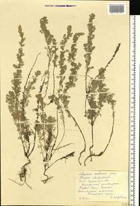 Artemisia austriaca Jacq., Eastern Europe, South Ukrainian region (E12) (Ukraine)