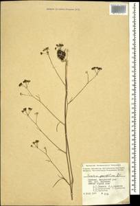 Bunium paucifolium DC., Caucasus, Armenia (K5) (Armenia)