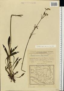 Viscaria vulgaris Röhl., Eastern Europe, Eastern region (E10) (Russia)
