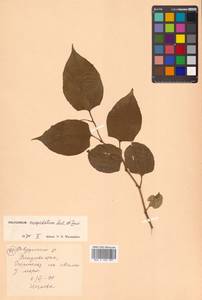 Reynoutria japonica Houtt., Siberia, Russian Far East (S6) (Russia)