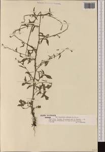 Sisymbrium officinale (L.) Scop., Western Europe (EUR) (Poland)