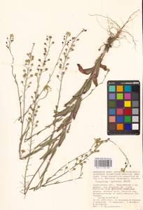 Camelina microcarpa Andrz. ex DC., Eastern Europe, Lower Volga region (E9) (Russia)