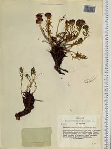 Rhodiola algida (Ledeb.) Fisch. & C. A. Mey., Siberia, Altai & Sayany Mountains (S2) (Russia)