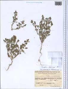 Chenopodium pamiricum Iljin, Middle Asia, Pamir & Pamiro-Alai (M2) (Tajikistan)