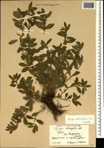 Ajuga salicifolia (L.) Schreb., Crimea (KRYM) (Russia)