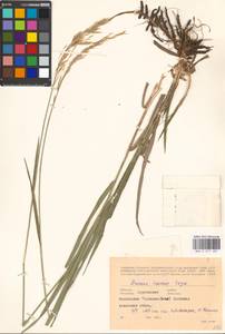 Bromus inermis Leyss., Eastern Europe, South Ukrainian region (E12) (Ukraine)