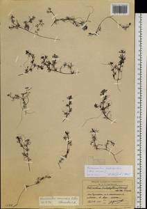 Ranunculus subrigidus W. B. Drew, Siberia, Chukotka & Kamchatka (S7) (Russia)